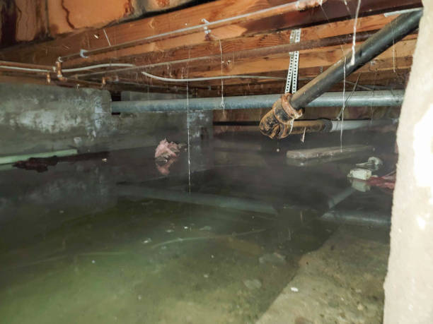 Best Professional water damage repair  in Frederick, MD